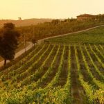 Les 15 meilleurs vignobles italiens à visiter