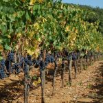 Villa Emo Capodilista – Saveurs / le vin est lent (slow wine): Ca’ Emo est l’un des meilleurs vins du monde, selon Robert Parker