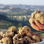 Les truffes en Italie : Les truffes blanches d’Alba & les truffes noires italiennes